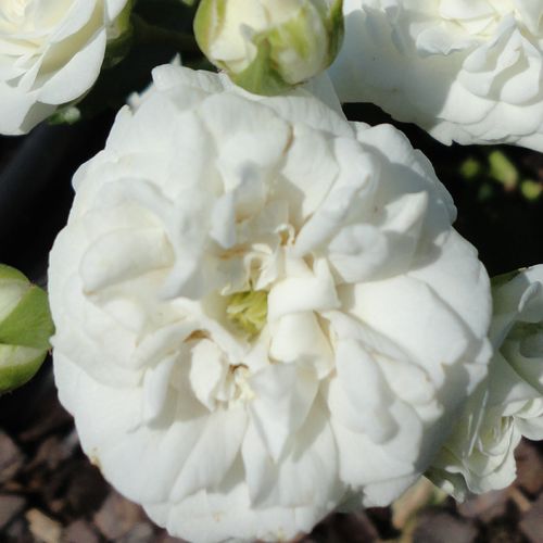 Rozenstruik - Webwinkel - Rosa Icy Drift® - geurloze roos - Stamroos – Kleine bloemen - wit - Alain Meillandhangende kroonvorm - 0